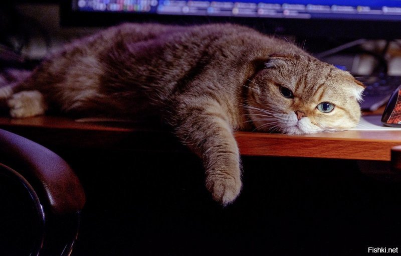 Милых хвостатых пост