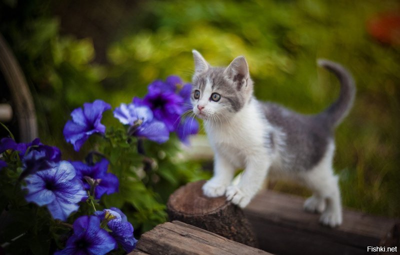 Милых хвостатых пост