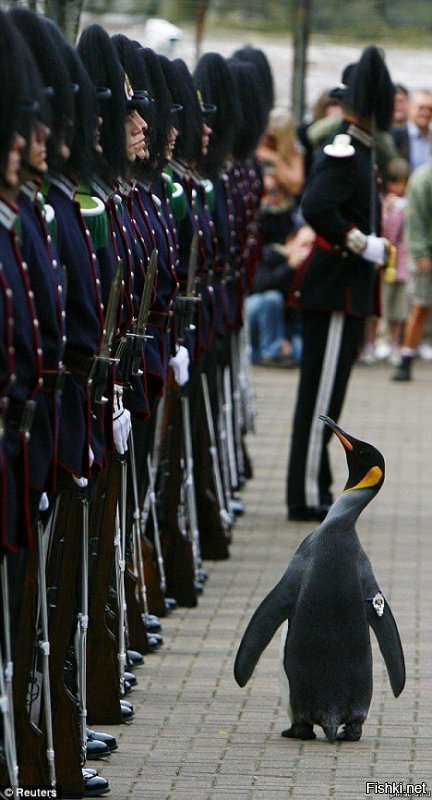 Здорово! Понравился пост. +
А вот ещё один факт, на этот раз сУрьёзный.
Королевский пингвин Нильс Улаф из зоопарка Эдинбурга, Шотландия, в 2016 году получил звание бригадного генерала Королевской гвардии Норвегии. В честь этого события гордая птица провела смотр вверенных ей войск. Ранее, в 2008 году, Нильс Улаф был посвящен в рыцари.