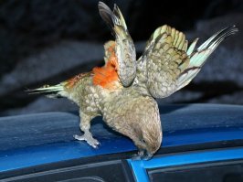 Небольшой по своим размерам попугай кеа (Nestor notabilis), как правило, обитающий в горах и лесах Новой Зеландии, способен убить целую овцу. Обычно кеа в зимнее время кормятся умершими овцами, но, случается, что один или два попугая из стаи нападают на живых овец. Этих особей пастухи называют «убийцами овец». Попугаи садятся на землю рядом с потенциальной жертвой, а затем внезапно вскакивают ей на спину и начинают выклевывать у неё кусочки подкожного жира. Иногда у кеа не сразу получается уцепиться за шкуру овцы: жертва, сопротивляясь, старается сбросить с себя кровожадную птицу. Редко случается, когда овца всё-таки освобождается от напасти кеа, чаще всего, атакованные птицей животные умирают от полученных ранений, и становятся пищей остальных попугаев из стаи. Ранее, до прихода европейцев, млекопитающих в Новой Зеландии, кроме одного вида крыс и одного вида летучих мышей, не было. Значит, кеа до этого времени не был известен вкус мяса млекопитающих. Но из-за недостатка других кормов (червей и насекомых), попугаи начали охотиться на овец. Используя свои мощные когти и клюв, изначально предназначенные только для лазания по коре деревьев, эти птицы начали раздирать раны животных. Это явление называется преадаптацией, когда заложенные приспособления выполняют новые функции. Часто, найдя павшую овцу, пастухи приписывают её смерть птице. Из-за этого попугаи кеа долгое время истреблялись. На самом же деле кеа охотится на овец очень редко, и гибель овец от нападения хищных попугаев имеет совсем ничтожный процент. В 1986 году людей убедили прекратить истреблять этих птиц, и ставшие исчезающим видом кеа сегодня находятся под защитой. Известны случаи «нападения» кеа на машины людей, причиной которых, опять же, становится желание найти что-нибудь съестное в салоне автомобиля. Кроме того, попугаев может заинтересовать содержимое рюкзака туристов, путешествующих в местах обитания этих птиц. Несмотря на это, попугаи кеа по-прежнему привлекают людей, которые любят наблюдать, как птицы играют, кувыркаясь в снегу или барахтаясь в только что оттаявших лужах. Ещё одной исключительной особенностью этих птиц является то, что кеа – единственные попугаи, которые живут и размножаются на высоте 1500 м над уровнем моря.
