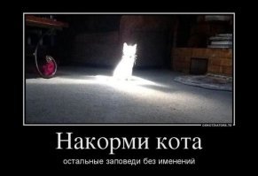 Толстомордый кот оказался жуликом