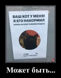 Толстомордый кот оказался жуликом