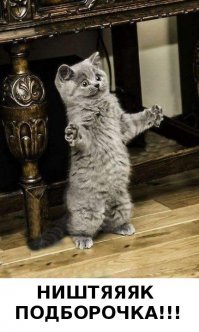 20 котов-проказников, которые ни дня не обходятся без шалостей
