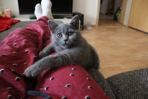 Милых хвостатых пост