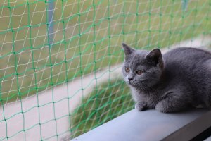 Милых хвостатых пост