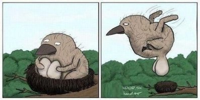 Некоторые самцы птиц сами высиживают яйца.