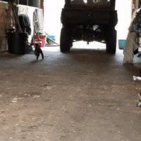 Волка побежал мочить.