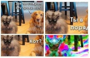 20 котов-проказников, которые ни дня не обходятся без шалостей