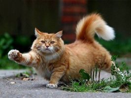 Не он?