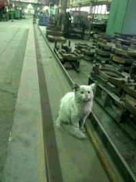 особенно у этого пушистика.