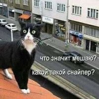 Толстомордый кот оказался жуликом