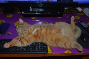 У меня таких фоток на год постов хватит)))