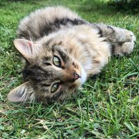 Милых хвостатых пост