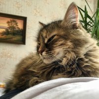 Милых хвостатых пост