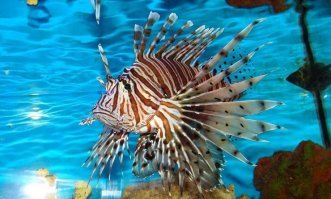 Не знаю.. Не встречал ни разу. Хотя может и к лучшему)) Зато вот про крылатку гид (если нормальный) прожужжит уши с самого самолета. К тому же в Египте еще 20 лет назад выдавали в отелях карту рыб, распределяя их по уровню опасности. На каждом углу написано что кормить рыб в море запрещено и купаться всегда в резиновых тапках, и что даже так стараться минимизировать любой контакт с кораллами, и руками и ногами, что, в принципе, не трудно при снорклинге с пантона или катера. ВОт когда риф близко очень к пляжу (а такое в Шарме не редкость) то часто дети или просто непонятливые люди начинают по нему ходить, особо одаренные даже босиком))) Я один раз в жизни теранулся просто плечом об коралл, шкрябок на плече был не глубокий но заживал несколько недель, периодически подгнивал. Хотя, я тогда был совсем зеленый и просто не обращал на него внимания. Второй раз наступил на ежика, ощущения не из приятных но не смертельно, потом даже, увидев что местные руками их таскают, сам неоднократно вынимал из воды просто рукой. Но вот камня не видел ни разу. Фото крылатки, вот ее там действительно немеряно: