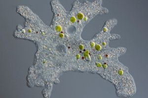 те самые каменные мосты и гигантская амеба