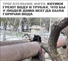 А я думаю, какого хрена у меня с двух труб горячая вода херачит. СПАСИБО КОТИКАМ мля!!!