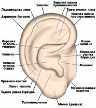 Стив Джобс жив: пользователи Сети удивились загадочному фото