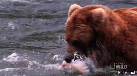 можно прикинуться медведем и попробовать руками ловить