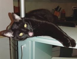 А у нас похожий Черныш есть :)