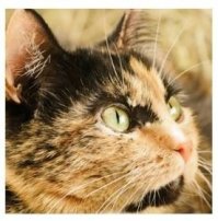 Мы тоже одну нашу старушку усыпляли на руках - рак не щадит никого. Сделали две операции, год ещё тянули, пока она сама ходила и ела. Когда есть перестала, решили не мучать....
Это очень больно, невыносимо. С мужем две недели рыдали, да и сейчас без слёз не можем вспоминать - 17 лет котя с нами прожила.
Она у нас не единственная - много хвостов, но каждый - единственный и самый любимый. С ужасом думаю, что они не вечны....