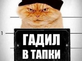 Кот: