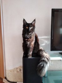 Обычный кот этой породы. Нашему 6 месяцев он уже больше любого взрослого кота в 2 раза. И на титул "короля котов" легко по претендует.