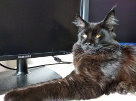 Так котенок что с него взять. Вот подрастет. Хот уже морда смотрит на всех как на гавно.