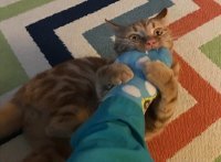 20 котов-проказников, которые ни дня не обходятся без шалостей