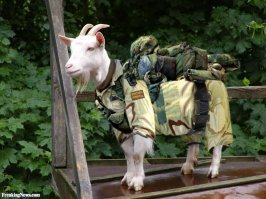 Козлы британской армии приветствуют русских милитари-тёлок!