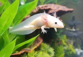 упс, да ладно))) я не углублялся в половую систему муравья. Однако муравьица (матка) не так выглядит, вроде. Она как бы вот и в разы крупнее муравья. Но тут произошла ошибка с моей стороны в другом- Аксолотль житель из воды. Тут я да- лохонулся))))