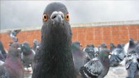 Смешные картинки с надписью