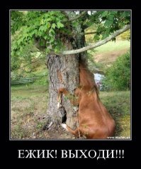 Лошааадка, лошааадка...