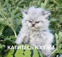 Цыгане уехали из кузбасского села после конфликта с местными, испугавшись самосуда