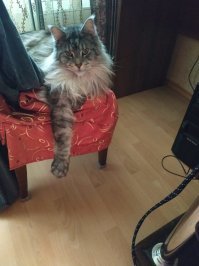 «Оборотень!»: гигантский кот мейн-кун заставил соцсети благоговеть