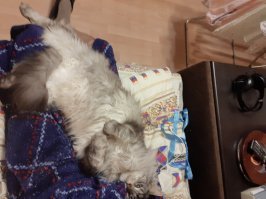 Папаня моего куна был таким же, жаль фото нет на мобиле