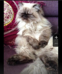 Хоть и говорят что "страшнее кошки - зверя нет",но... Они иногда такие еб#нутые))) сужу по своей кошатине. К фото - "всяе тлен"