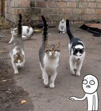 Недавно пост был на фишках про котеек.. там говорилось, что если кот или кошка идет к вам с поднятым трубой хвостом, то это означает, что они очень рады вас видеть!!!