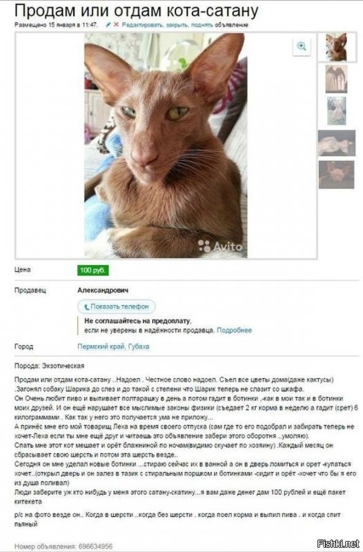 «Оборотень!»: гигантский кот мейн-кун заставил соцсети благоговеть