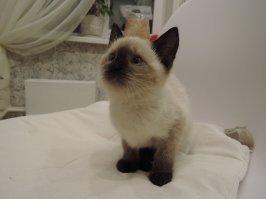 Вот такого я комочка (отмыли) достал из под тигуана на перекрёстке. Грелся этот комочек у меня под косухой год назад. Теперь из этого выросла сатана, но мы с женой её обожаем