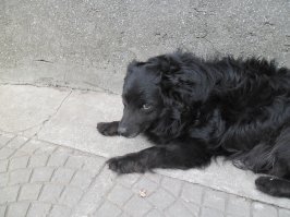 Наш Лордик , 17 лет с нами прожил. Прекрасный пёс , хотя и хитрюга редкий был.