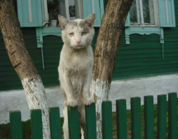 Реальные пацаны