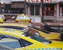 Показалось, что антенна с другой стороны вылезла.