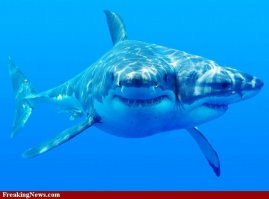 "да неее, у нас точно всё нормально,радиации ноль"