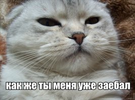 20 котов, морды которых выдают всё презрение к этому миру