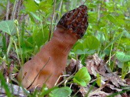 Или сморчки))