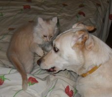 Моё сокровище. Разница было-стало один год. Собакен для сравнения.