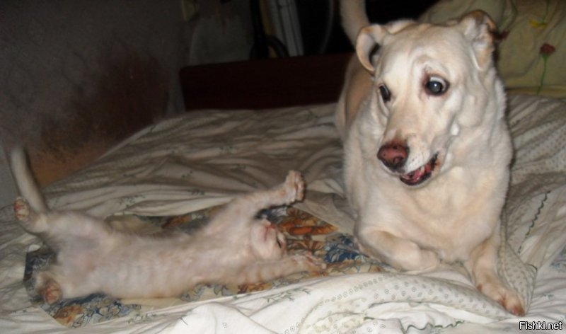 Ага! Мы котёнка подобрали, пёс первые два месяца такие рожи корчил, типа: "Что это? Оно шевелится!"