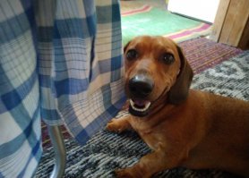 а потом вылез и лыбится ещё, что обломал мне фотосъемку ))))