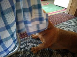 при этом стоит только потянуться за камерой, тут же всё меняется )))) вот на даче недавно, пытался заснять, только навёл смарт, этот говнюк тут же спрятался за рубахой на стуле.